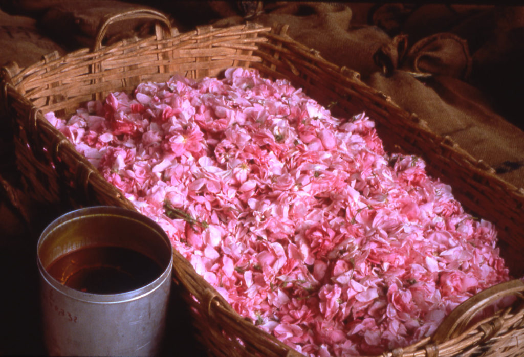 Panier de pétales de Roses de mai à Grasse, pour fabriquer des parfums réputés