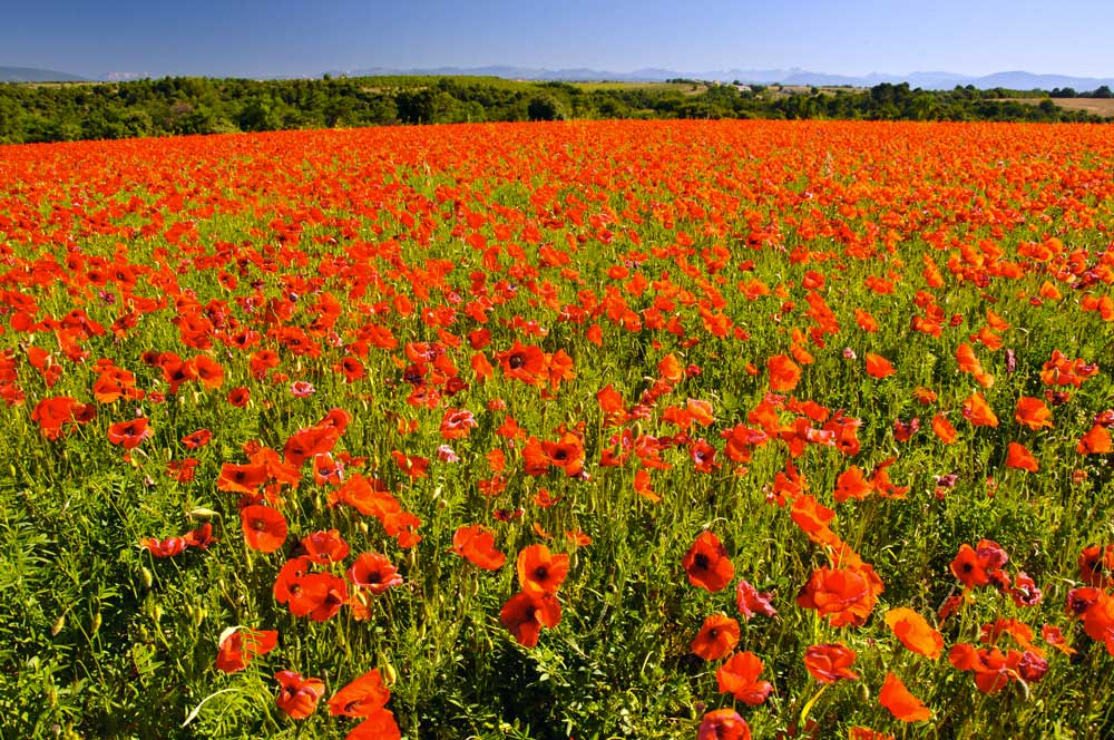 Mai et juin: champs de coquelicots sauvages Là où se trouve un coquelicot la terre est bonne !