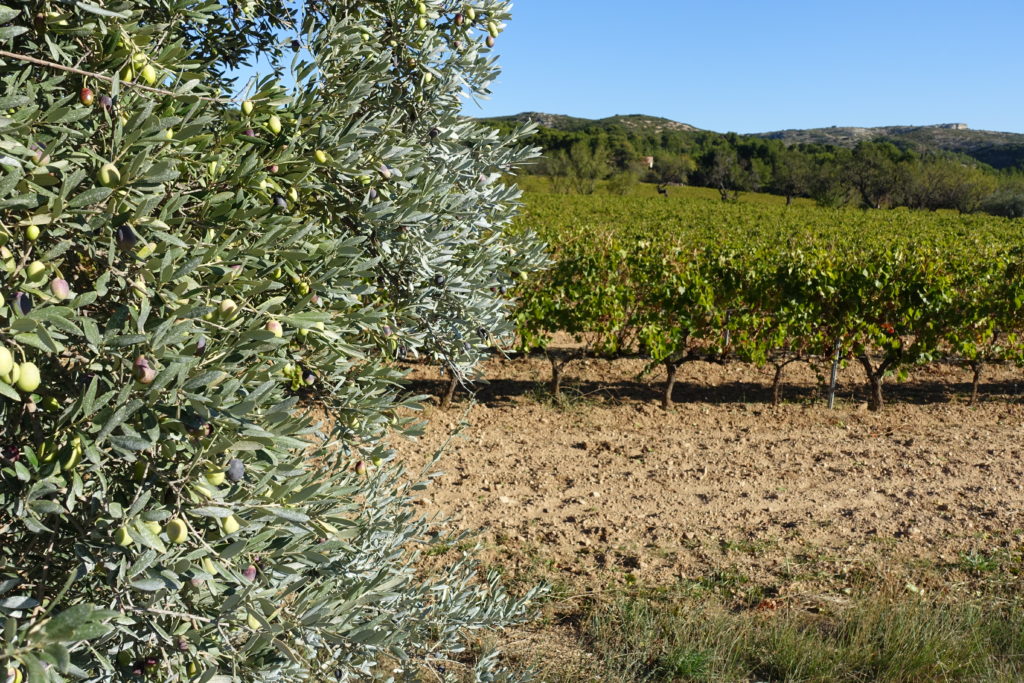 Merveilleux paysage des ALPILLES Vignobles et oliviers le long des routes : BAUX DE PROVENCE, Maussane