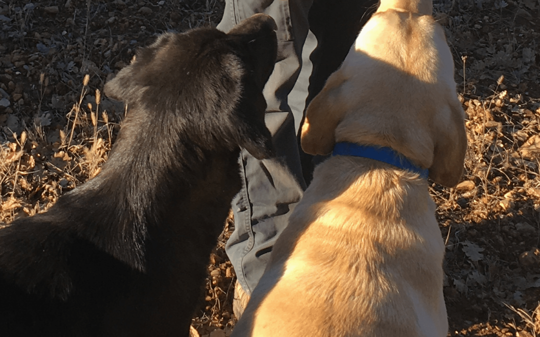 Les Alpes du Sud en Provence