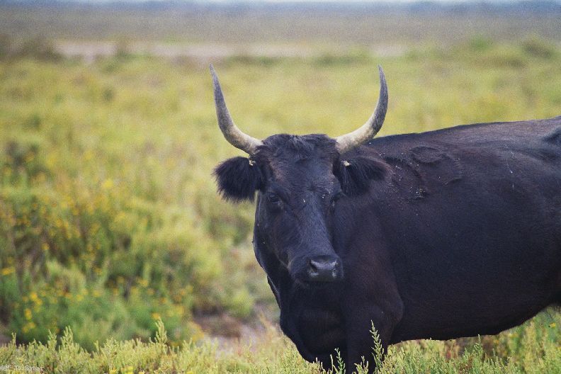 Taureau de Camargue. Avez vous remarqué ses cornes?