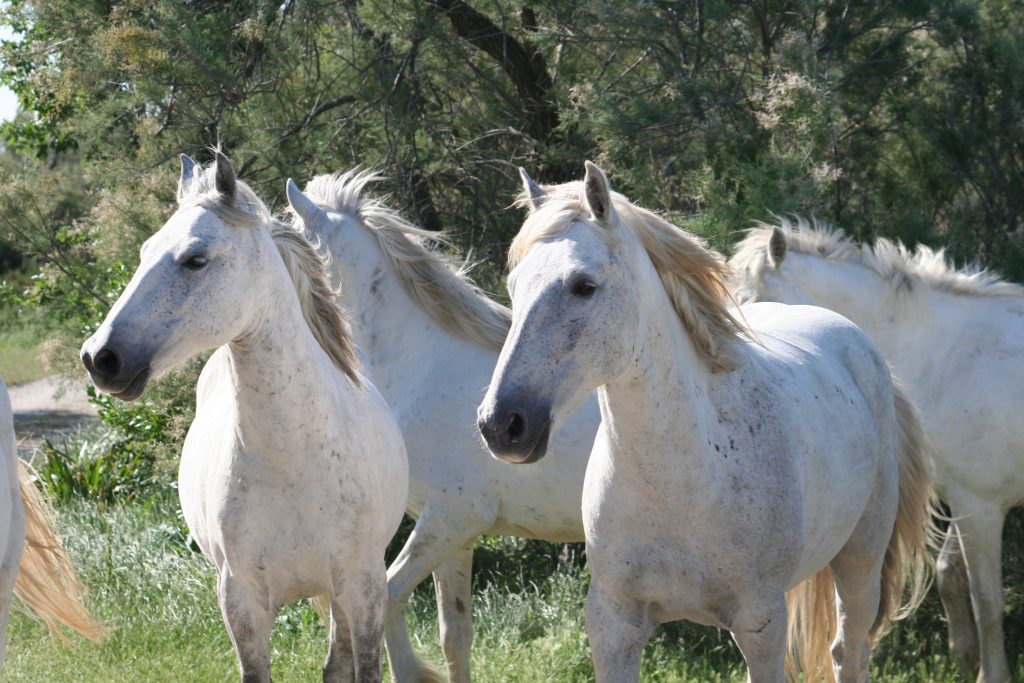 chevaux camarguais