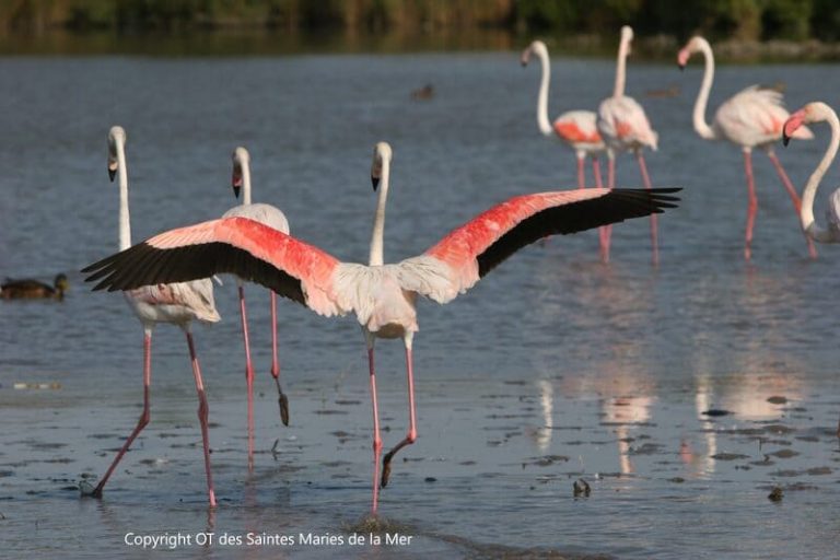 Oiseaux Camargue : Flamants Roses