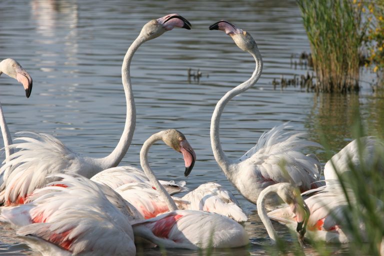 Flamants Roses Ot Stes Maries de la Mer J et G VLASSIS