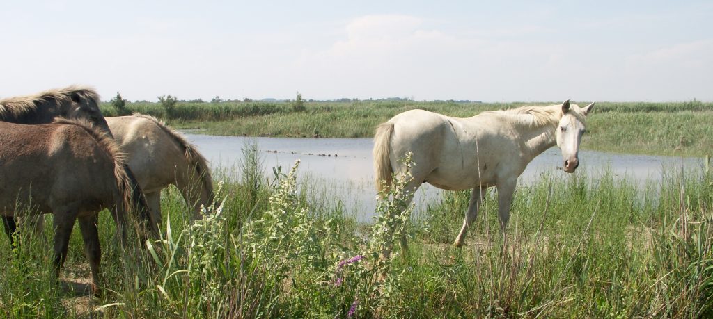 Chevaux en Pâture en semi liberté