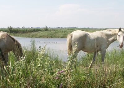 Chevaux en Pâture en semi liberté