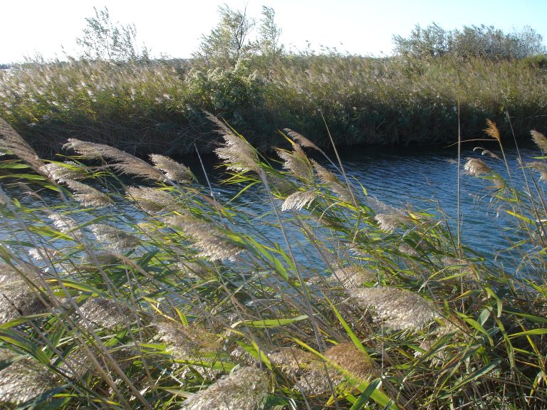 Etang des aulnes