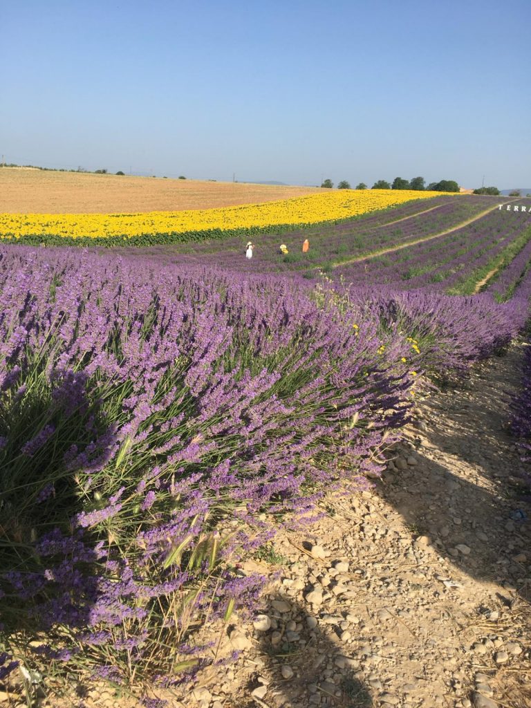 Champs de Lavande et de Tournesols