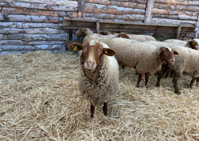 Pastoralisme aux Baux de Provence
