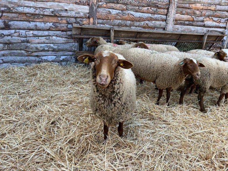 Pastoralisme aux Baux de Provence