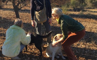 La Provence: Une belle région à visiter pleine de vie et qui grouille d’énergie !